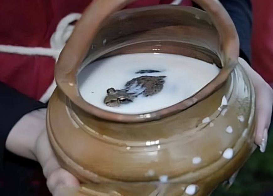 Tradisi Unik: Menjaga Susu Tetap Segar dengan Katak di Eropa Utara