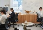 Kantor Rekrut 11 Kucing Jadi “Staf”: Cara Unik Redakan Stres Karyawan