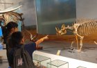 Wisata Sambil Belajar di Museum Geologi Bandung