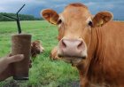 Survei Ungkap Miskonsepsi Warga AS soal Asal Susu Cokelat, 7% Percaya dari Sapi Cokelat
