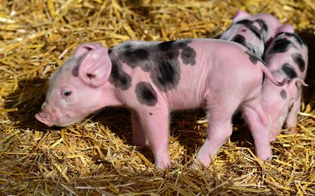 Fakta Unik DNA: Benarkah DNA Babi Mirip dengan Manusia? Ini Penjelasan Ilmiahnya