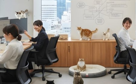 Kantor Rekrut 11 Kucing Jadi “Staf”: Cara Unik Redakan Stres Karyawan