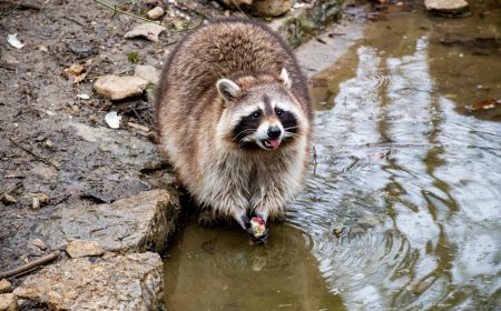 Fakta Unik Rakun: Kenapa Suka “Mencuci” Makanan Sebelum Dimakan?