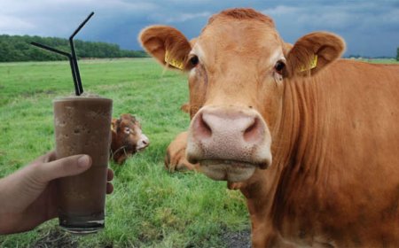 Survei Ungkap Miskonsepsi Warga AS soal Asal Susu Cokelat, 7% Percaya dari Sapi Cokelat