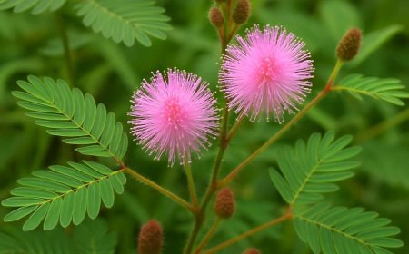 Manfaat Tanaman Putri Malu untuk Kesehatan, Si Kecil yang Kaya Khasiat