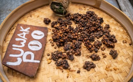 Dari “Buangan” Jadi Primadona: Rahasia Kopi Luwak yang Mendunia