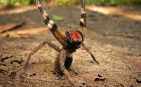 Brazilian Wandering Spider: Fakta Unik di Balik Racun Mematikan yang Sering Disalahpahami