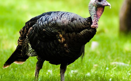 Ayam Kalkun: Burung yang “Tersesat” Secara Global