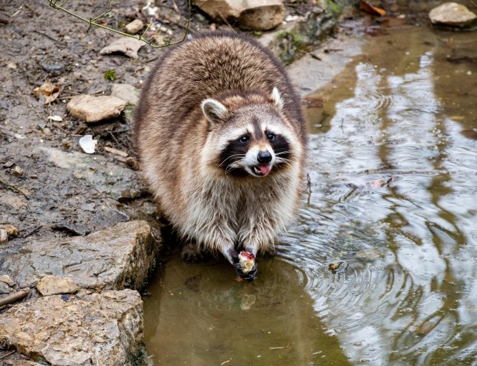Fakta Unik Rakun: Kenapa Suka “Mencuci” Makanan Sebelum Dimakan?