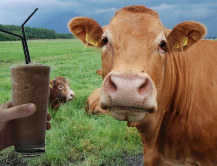 Survei Ungkap Miskonsepsi Warga AS soal Asal Susu Cokelat, 7% Percaya dari Sapi Cokelat