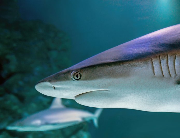 Ketika Laut Tak Lagi Murni: Jejak Obat dalam Darah Hiu Bahama