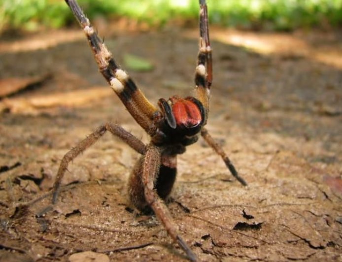 Brazilian Wandering Spider: Fakta Unik di Balik Racun Mematikan yang Sering Disalahpahami