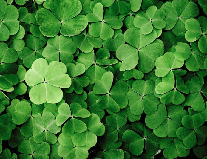 Dari Gulma Jadi Hidangan: Semanggi Ternyata Bisa Dimakan dan Kaya Manfaat