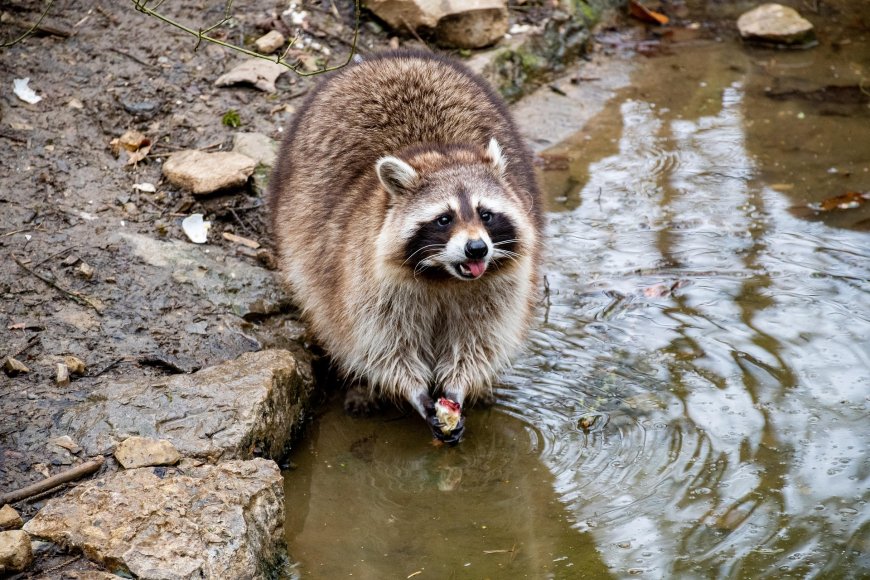 Fakta Unik Rakun: Kenapa Suka “Mencuci” Makanan Sebelum Dimakan?