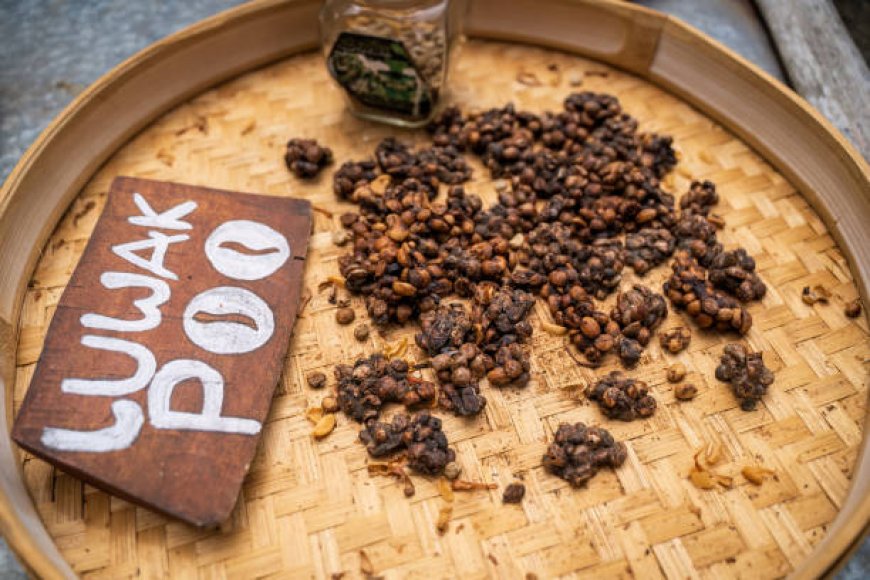 Dari “Buangan” Jadi Primadona: Rahasia Kopi Luwak yang Mendunia