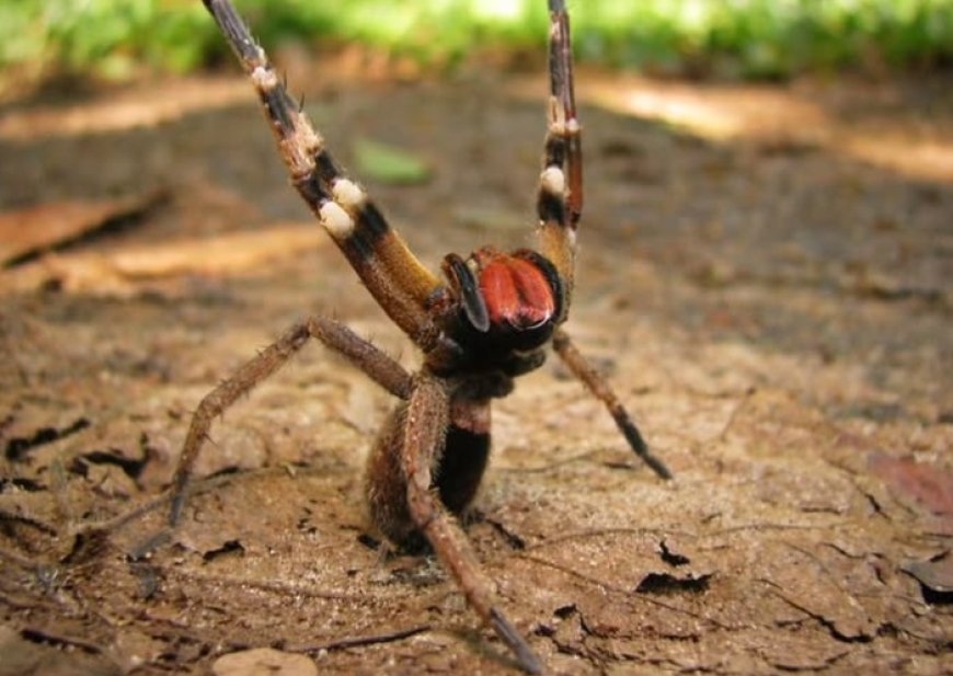 Brazilian Wandering Spider: Fakta Unik di Balik Racun Mematikan yang Sering Disalahpahami