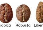 Misteri Si Raksasa Kopi yang Hampir Hilang: Liberica!