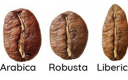 Misteri Si Raksasa Kopi yang Hampir Hilang: Liberica!