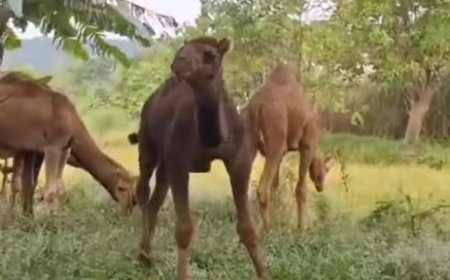 Peternakan di Mojokerto Datangkan Unta dari Australia, Buka Peluang Kurban dan Wisata Edukasi