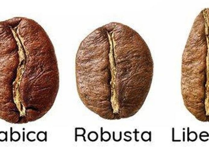 Misteri Si Raksasa Kopi yang Hampir Hilang: Liberica!