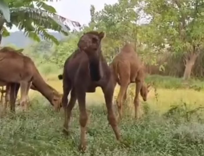 Peternakan di Mojokerto Datangkan Unta dari Australia, Buka Peluang Kurban dan Wisata Edukasi