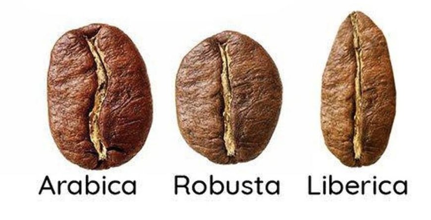 Misteri Si Raksasa Kopi yang Hampir Hilang: Liberica!