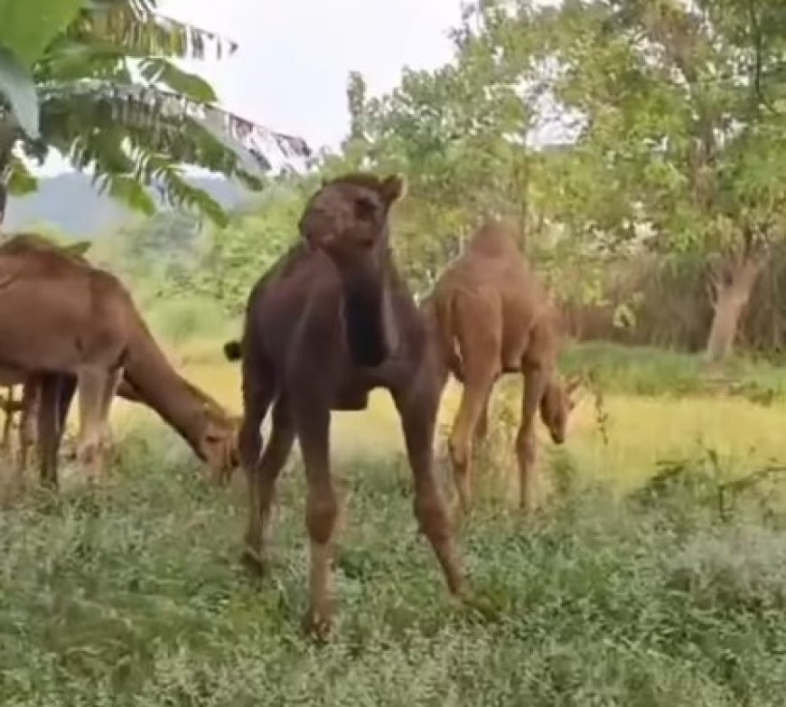 Peternakan di Mojokerto Datangkan Unta dari Australia, Buka Peluang Kurban dan Wisata Edukasi