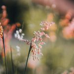 pexels-pok-rie-33563-13279229