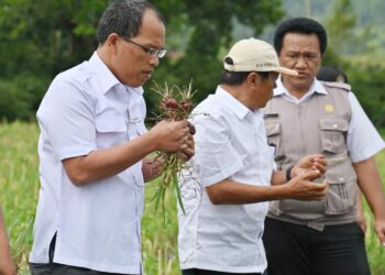 Panen Bawang Merah di Lintongnihuta Bersama BI, Bupati Humbahas: Pertanaman Bawang Merah Ini Harus Berkelanjutan dan Berhasil
