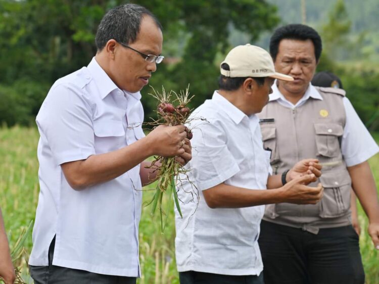 Panen Bawang Merah di Lintongnihuta Bersama BI, Bupati Humbahas: Pertanaman Bawang Merah Ini Harus Berkelanjutan dan Berhasil