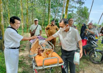 Hendak ke Ladang, Kevin Pakpahan Asal Sinaksak Simalungun Tewas Disambar Ular Besi