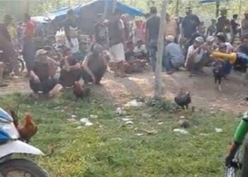 Judi Sabung Ayam Masih Ramai Lancar Di Way Kanan, APH Diharap Bertindak 