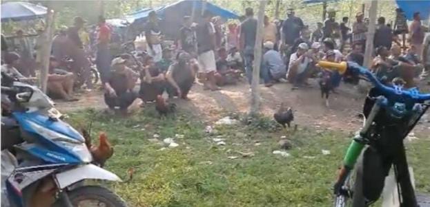 Judi Sabung Ayam Masih Ramai Lancar Di Way Kanan, APH Diharap Bertindak 