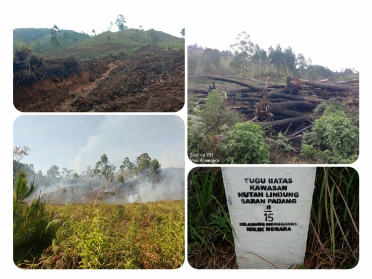 Perambah Gerogoti Hutan Simacik ll Dolok Silau