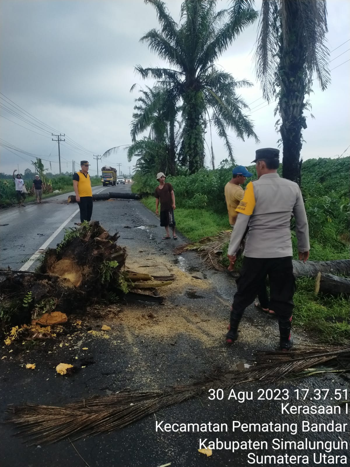 Polsek Perdagangan Evakuasi Pohon Sawit Tumbang Ciptakan Arus Lalin Aman Lancar Polsek Perdagangan Evakuasi Pohon Sawit Tumbang Ciptakan Arus Lalin Aman Lancar