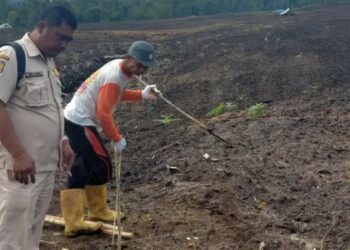 Petani Mulai Menanam Jagung di Lahan Food State