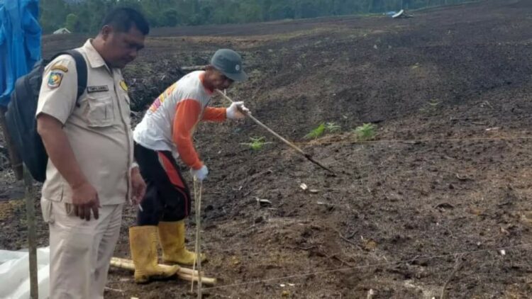 Petani Mulai Menanam Jagung di Lahan Food State