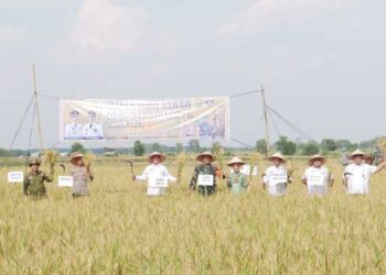 Wakil Bupati Drs H Ali Rahman ST MT menghadiri Panen Padi Sawah Program Benih Padi Inbrida Kampung Bumi Agung