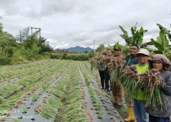Plt Kepala Dinas Ketahanan Pangan dan Pertanian dan Petani Sitellu Tali Urang Julu Pakpak Bharat Panen Bawang Merah