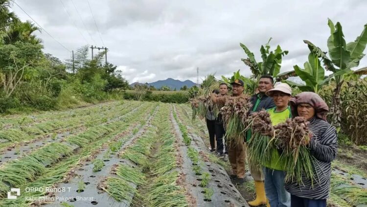Plt Kepala Dinas Ketahanan Pangan dan Pertanian dan Petani Sitellu Tali Urang Julu Pakpak Bharat Panen Bawang Merah