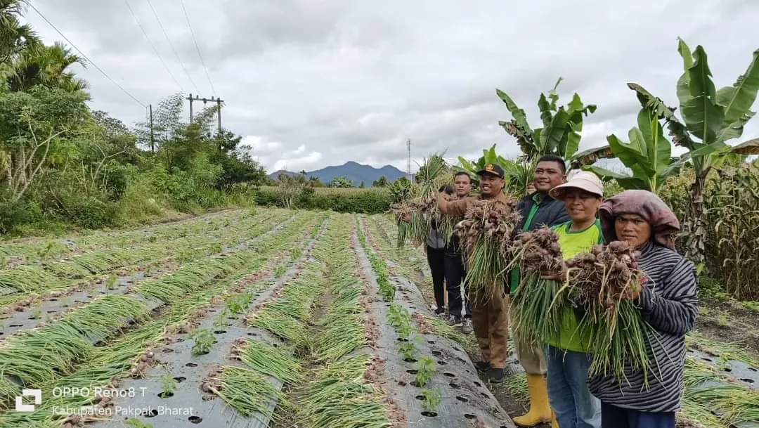 Plt Kepala Dinas Ketahanan Pangan dan Pertanian dan Petani Sitellu Tali Urang Julu Pakpak Bharat Panen Bawang Merah
