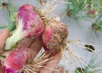 Panen Bawang Merah Di STTUS Jehe