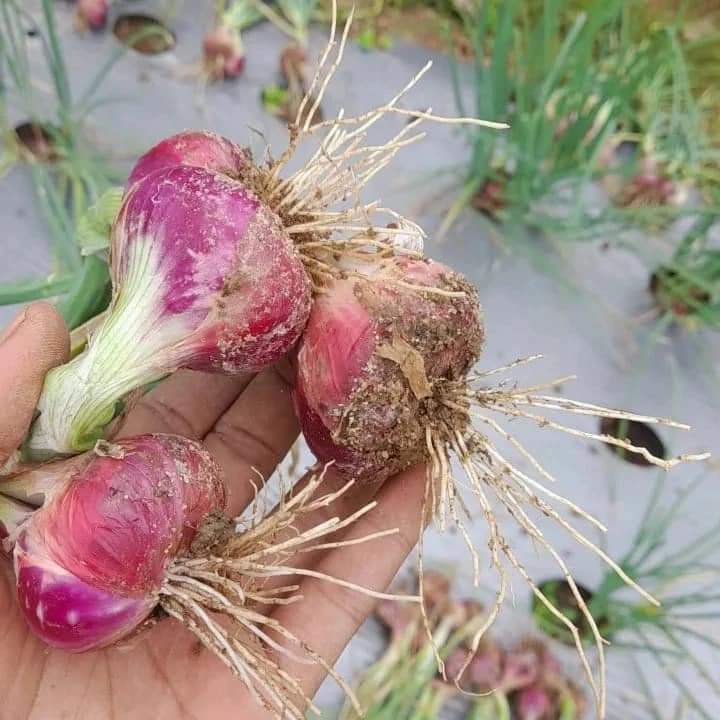 Panen Bawang Merah Di STTUS Jehe