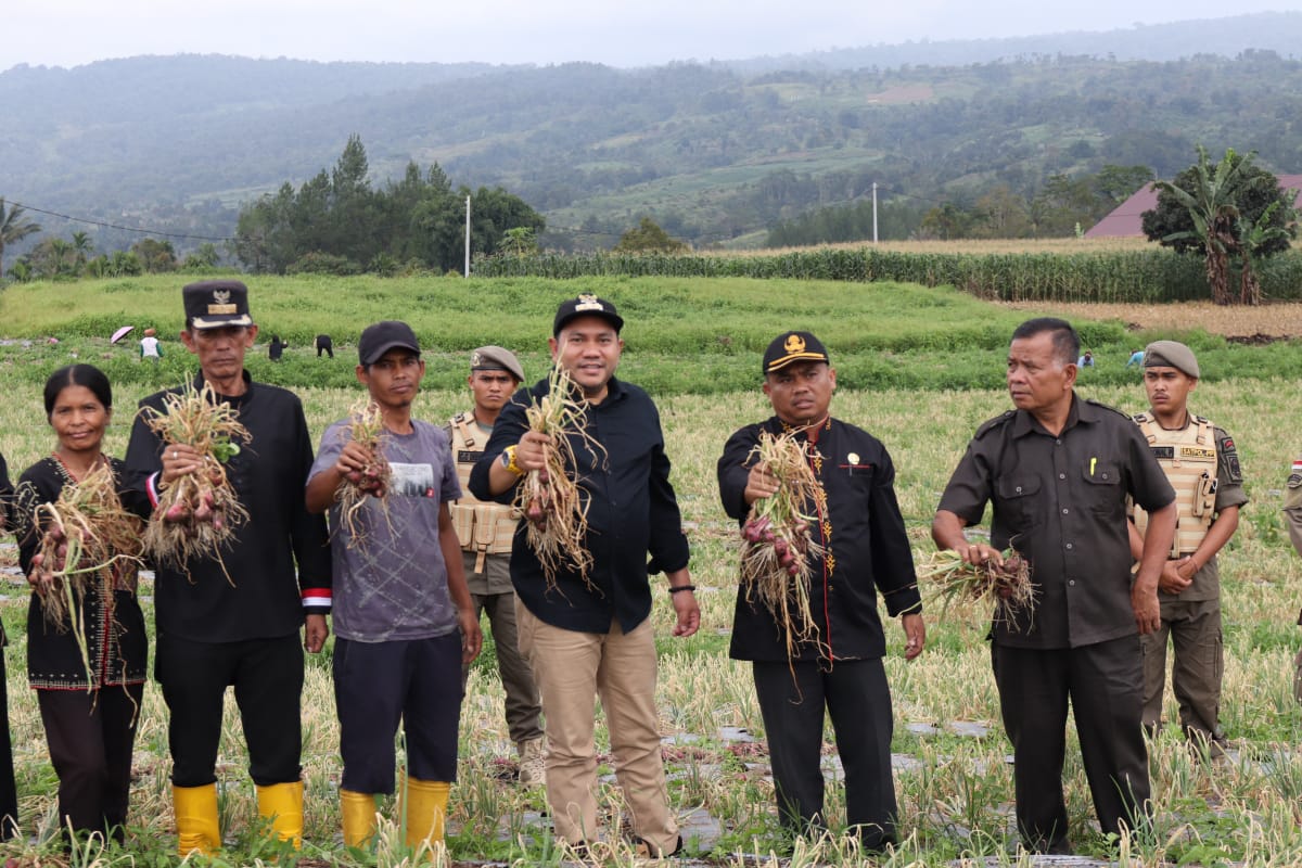 Bupati Pakpak Bharat Panen Perdana Bawang Merah Desa Traju
