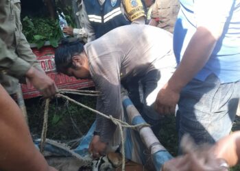 Harimau Sumatera Terjerat Warga di Marihat Raja, Bupati Simalungun Himbau Warga Tetap Waspada