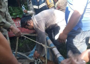 Polsek Dolok Panribuan Bantu Evakuasi Harimau Sumatera yang Terjerat Jebakan Babi Hutan
