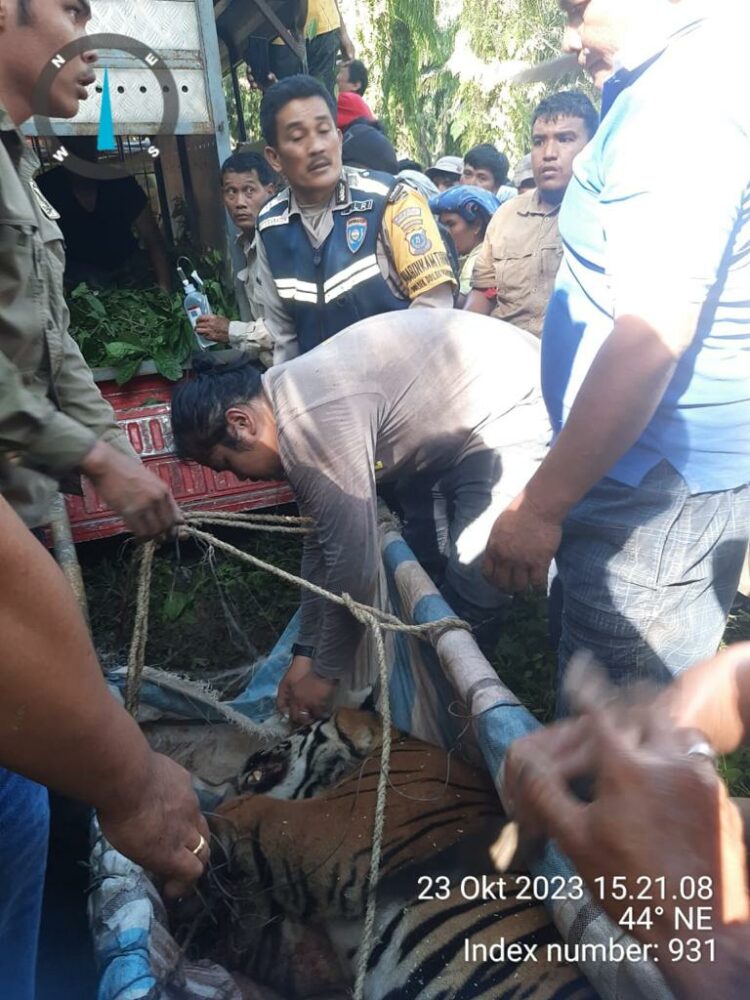 Polsek Dolok Panribuan Bantu Evakuasi Harimau Sumatera yang Terjerat Jebakan Babi Hutan