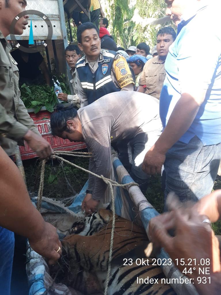 Polsek Dolok Panribuan Bantu Evakuasi Harimau Sumatera yang Terjerat Jebakan Babi Hutan Polsek Dolok Panribuan Bantu Evakuasi Harimau Sumatera yang Terjerat Jebakan Babi Hutan