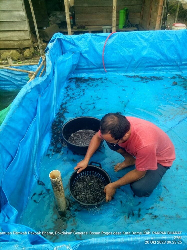 Pemkab Pakpak Bharat Serahkan 5000 Ekor Benih Ikan Lele ke Kelompok Pembudidaya Ikan 