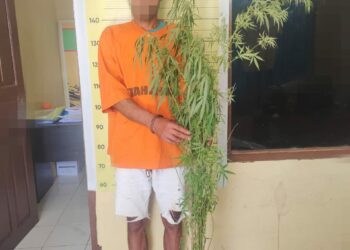 Polres Taput Temukan Tanaman Ganja di Ladang, Daniel Lumbantobing Diringkus